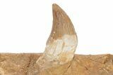 Fossil Primitive Whale (Basilosaur) Upper Jaw Section - Morocco #217826-5